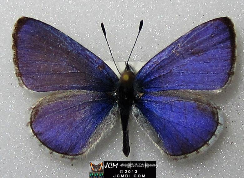 Celastrina argiolus echo (Echo Blue Butterfly) image